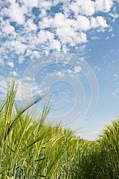 Agriculture fresh barley field