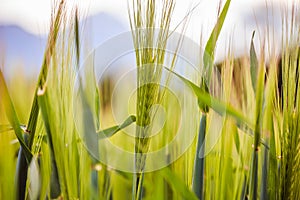 Agriculture: Fresh green cornfield on a sunny day, springtime