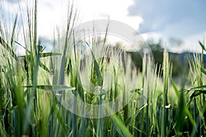 Agriculture: Fresh green cornfield on a sunny day, springtime