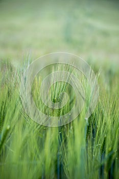 Agriculture: Fresh green cornfield on a sunny day, springtime