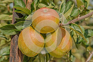 Agriculture - Fruits