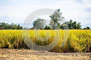 Agriculture golden rice field under blue sky at contryside. farm, growth and agriculture concept