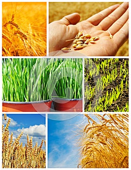 Agriculture grain, food production