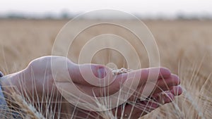 Agriculture, grain grower hands hold and show you matured oat grain at camera in reaped golden spikes of barley at