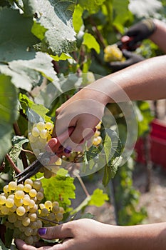 Agriculture for grapes and wine