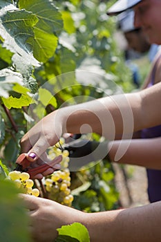 Agriculture for grapes and wine