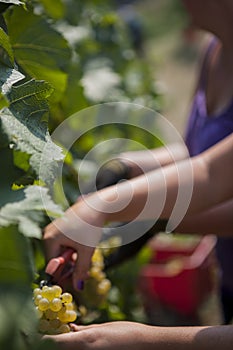 Agriculture for grapes and wine