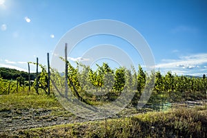 Agriculture for grapes and wine