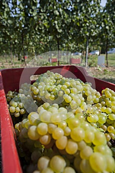 Agriculture for grapes and wine, the harvest