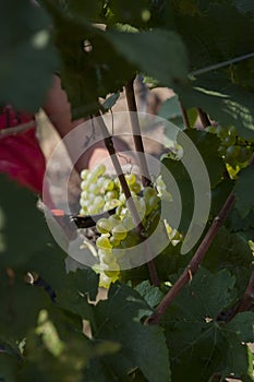 Agriculture for grapes and wine, the harvest