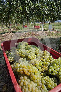 Agriculture for grapes and wine, the harvest