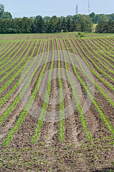 Agriculture: green cultivated field