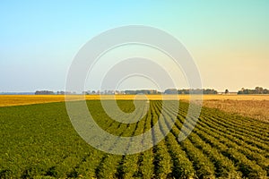 Agriculture green field with blue sky. Rural nature in the farm land. Straw on the meadow. Wheat yellow golden harvest in summer.