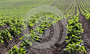 Agriculture. Green potatoes