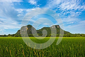 Agriculture green rice field with blue sky and mountain in the background. The concept of farm, growth, and agriculture in rural