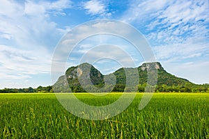 Agriculture green rice field with blue sky and mountain in the background. The concept of farm, growth, and agriculture in rural
