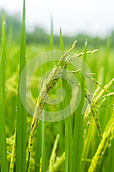 Agriculture green rice field under blue sky at contryside. farm, growth and agriculture concept