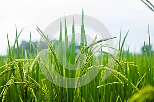 Agriculture green rice field under blue sky at contryside. farm, growth and agriculture concept