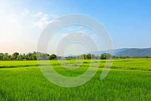 Agriculture green rice field under blue sky and mountain back at contryside. farm, growth and agriculture concept photo