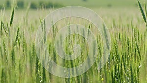 Agriculture green wheat field. Agriculture, early summer. Rich harvest concept.