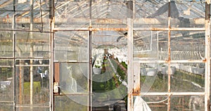 Agriculture - greenhouse plants production farm