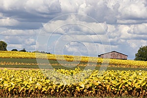 Agriculture Grounds in Northeastern Tennessee