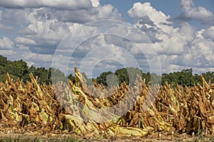 Agriculture Grounds in Northeastern Tennessee