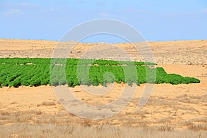 Agriculture - Growing in the Desert