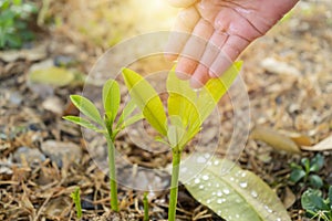 Agriculture. Growing plants