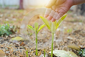 Agriculture. Growing plants. Plant seedling