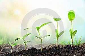 Agriculture. Growing plants. Plant seedling. Hand nurturing and watering young baby plants growing in germination sequence on