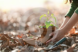 Agriculture. Growing plants. Plant seedling. Hand nurturing young baby plants