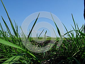 Agriculture, grown field