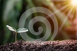 Agriculture, Growth of young plant sequence with morning sunlight