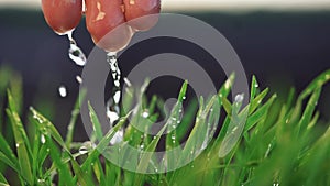Agriculture. hand water one green wheat in the soil field water drops irrigation. agriculture concept. hand watering