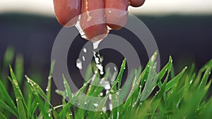 Agriculture. hand water one green wheat in the soil field water drops irrigation. agriculture concept. hand watering