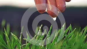 Agriculture. hand water one green wheat in the soil field water drops irrigation. agriculture concept. hand watering