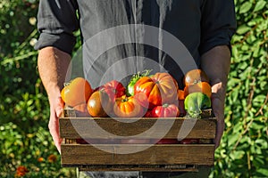 Agriculture or harvest concept. Organic vegetables. Fresh organic colorful tomatoes in wooden box in farmers hands