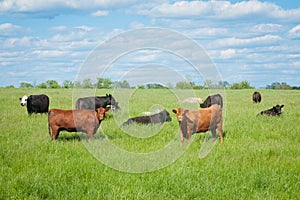 Agriculture: Herd of Cows