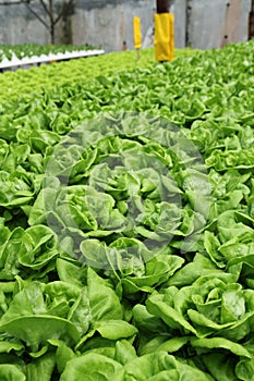 Agriculture - Hydroponic Plantation 02 photo