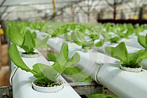 Agriculture - Hydroponic Plantation