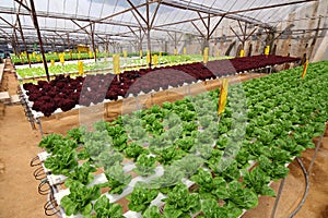 Agriculture - Hydroponic Plantation