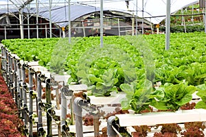 Agriculture - Hydroponic Vegetable Farm