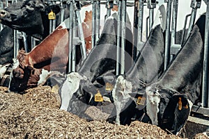 Agriculture industry, animal husbandry, cows eating hay in outdoor cowshed on dairy farm