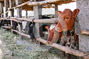 Agriculture industry, farming and animal husbandry concept. herd of cows in cowshed on dairy farm