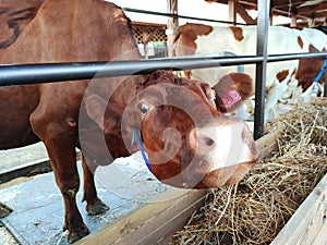 agriculture industry, farming and animal husbandry concept - herd of cows in cowshed on dairy farm. Cows eat hay