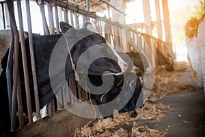 agriculture industry, farming and animal husbandry concept - herd of cows eating hay in cowshed on dairy farm