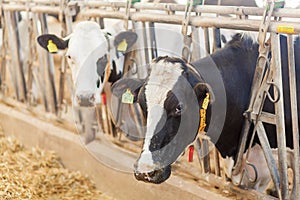 Agriculture industry, farming and animal husbandry concept - herd of cows eating hay in cowshed on dairy farm