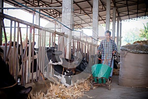 Agriculture industry, farming, people and animal husbandry concept young man or farmer with hay feeding cows in cow shed in dairy