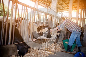 Agriculture industry, farming, people and animal husbandry concept young man or farmer with hay feeding cows in cow shed in dairy